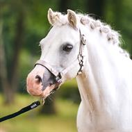 IR Grime - Rebel - Grå/Sand